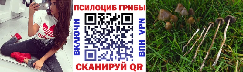 Псилоцибиновые грибы мухоморы  Тамбов 